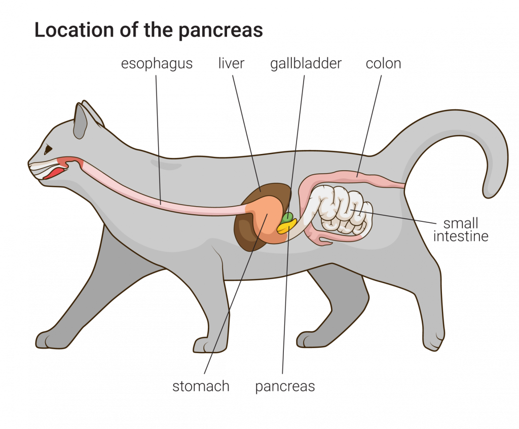 Calibra VDcat pro www - Diabetes - Sch1 - ANGL