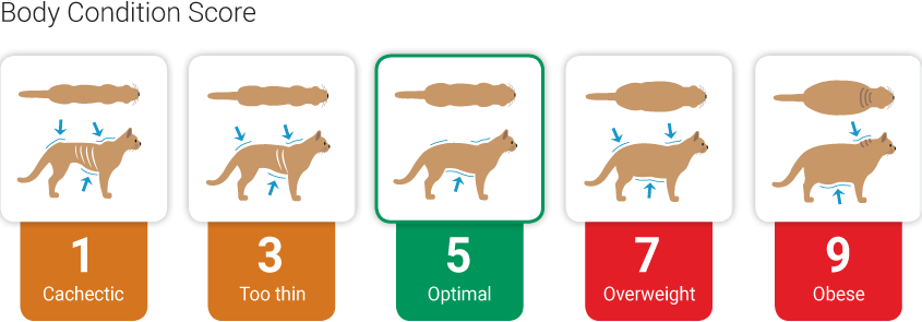Calibra VDcat pro www - Diabetes - BCS - ANGL