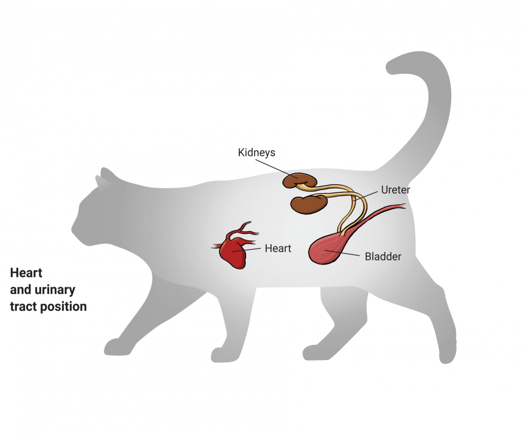 Calibra VDcat pro www - Renal - Sch2 - ANGL