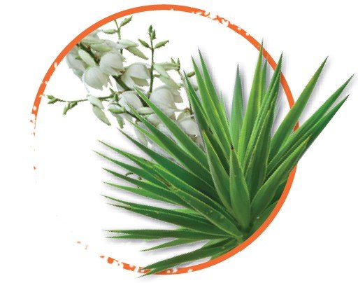 Slozeni_Yucca-schidigera